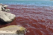 Biển hồ Galilee bất ngờ đỏ như máu, thế giới chấn động
