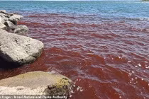 Biển hồ Galilee bất ngờ đỏ như máu, thế giới chấn động