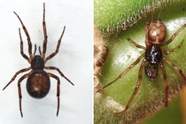 Chuyên gia báo động: Nhện độc false widow xâm chiếm nhà dân Anh