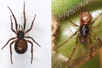 Chuyên gia báo động: Nhện độc false widow xâm chiếm nhà dân Anh