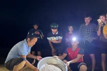 11 rùa con quý hiếm được thả về biển tại Gia Lai