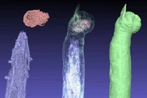 Phát hiện chấn động xác ướp mèo Ai Cập cổ đại sở hữu năm xương chân