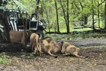 Kinh hoàng đàn sư tử tấn công nhân viên vườn thú giữa Thái Lan