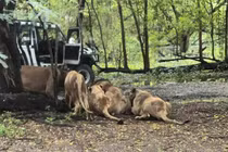 Kinh hoàng đàn sư tử tấn công nhân viên vườn thú giữa Thái Lan