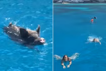 Lợn rừng lao xuống biển rượt đuổi du khách ở Địa Trung Hải