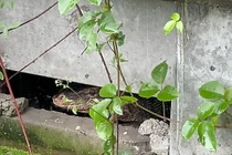 Từ tiếng động lạ, ngã quỵ thấy "quái thú" làm việc tày đình