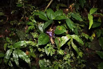 Tìm thấy loài thực vật mới ở Khu Bảo tồn thiên nhiên An Toàn