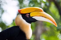 Chú chim chung thủy nhất thế giới, tặng quà tình yêu siêu ngọt ngào