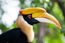 Chú chim chung thủy nhất thế giới, tặng quà tình yêu siêu ngọt ngào