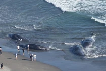 Hiện tượng cá voi trôi dạt sau động đất và ý nghĩa tâm linh