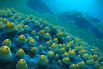 Phát hiện hàng ngàn trứng cá đuối khổng lồ dưới đáy biển