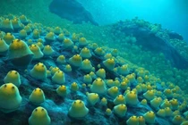 Phát hiện hàng ngàn trứng cá đuối khổng lồ dưới đáy biển