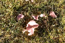 Kỳ lạ cơn mưa thịt bí ẩn ở Kentucky năm 1876