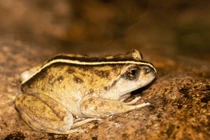 Loài vật biến mất 130 năm bất ngờ tái xuất gây chấn động