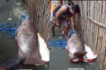 Bắt được cá song khổng lồ gần 100kg, ngư phủ choáng váng