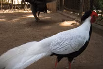 Gà lôi lam trong sách Đỏ Việt Nam quý hiếm cỡ nào?