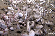 Phát hiện kỳ diệu: Sinh vật sống 10 km dưới mực nước Mariana