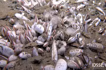 Phát hiện kỳ diệu: Sinh vật sống 10 km dưới mực nước Mariana