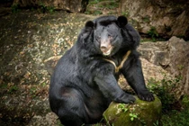 Lần đầu phát hiện loài “cua bay” cực hiếm tại Chư Mom Ray