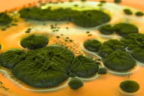 Nấm đen kỳ lạ của Chernobyl có thể chống lại bức xạ?