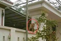 Khỉ đuôi lợn hiếm gặp xuống khu dân cư tấn công người dân