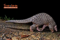 [INFOGRAPHIC] Tê tê vàng quý hiếm 'đi lạc' vào nhà dân Quảng Ngãi 