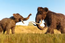 Xương voi ma mút khổng lồ được phát hiện trong hồ nước ở Missouri