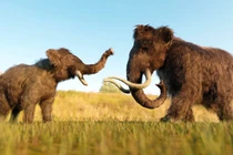 Xương voi ma mút khổng lồ được phát hiện trong hồ nước ở Missouri