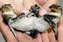 Phát hiện những sinh vật kỳ lạ với đặc điểm hiếm gặp trên thế giới