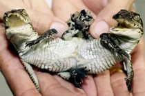 Phát hiện những sinh vật kỳ lạ với đặc điểm hiếm gặp trên thế giới