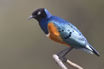 Kinh ngạc loài chim sáo biết giúp đỡ nhau như người