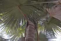 Độc lạ loài cây cả đời chỉ nở hoa một lần rồi tự tử