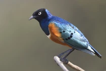 Kinh ngạc loài chim sáo biết giúp đỡ nhau như người