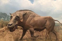 ‘Lợn địa ngục’ Bắc Mỹ có sức mạnh nghiền nát xương sư tử gây kinh hãi