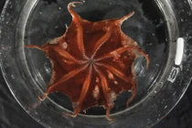 Phát hiện loài bạch tuộc mới có xúc tu đỏ tươi