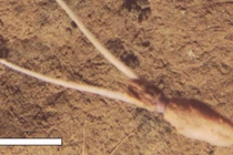 Phát hiện loài mực biển sâu có hành vi lạ chưa từng thấy