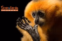 [INFOGRAPHIC] Vượn má vàng quý mới được người dân Đắk Lắk giao nộp