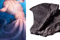 Bạch tuộc khổng lồ 19m từng là 'trùm săn mồi' đại dương