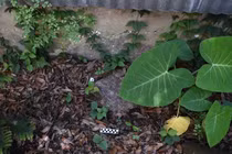 Phát hiện bia mộ binh sĩ La Mã 1.900 năm tuổi trong vườn nhà dân