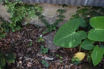 Phát hiện bia mộ binh sĩ La Mã 1.900 năm tuổi trong vườn nhà dân