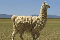 Bất ngờ loạt động vật giữ nhà siêu đỉnh, ngang hàng với chó