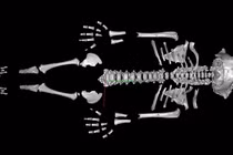Tại sao trẻ em Neanderthal phát triển nhanh hơn người hiện đại?