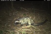 Khám phá đa dạng sinh học tại di sản Mỹ Sơn qua hệ thống bẫy ảnh tự động