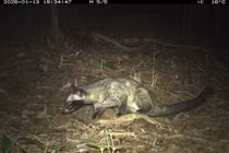 Khám phá đa dạng sinh học tại di sản Mỹ Sơn qua hệ thống bẫy ảnh tự động