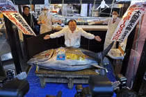 Kỷ lục mới tại đấu giá cá ngừ vây xanh đầu năm 2026 ở Tokyo