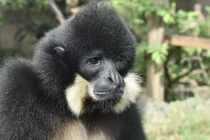 Phát hiện vượn đen má hung Nam Bộ quý hiếm ạti Đắk Lắk