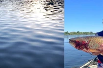 Câu cá thư giãn, cần thủ hốt hoảng với cá trắm khổng lồ