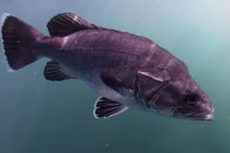 Sự xuất hiện bất thường của cá Wreckfish và các loài kỳ lạ tại Cornwall