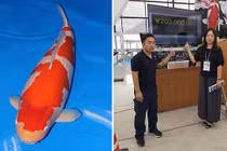 Choáng váng lý do cá Koi Nhật được bán hơn 41 tỷ
