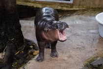 Người đàn ông bị phạt tiền vì đột nhập chuồng hà mã lùn để quay phim